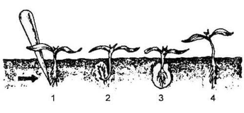 Советы по выращиванию белокочанной капусты