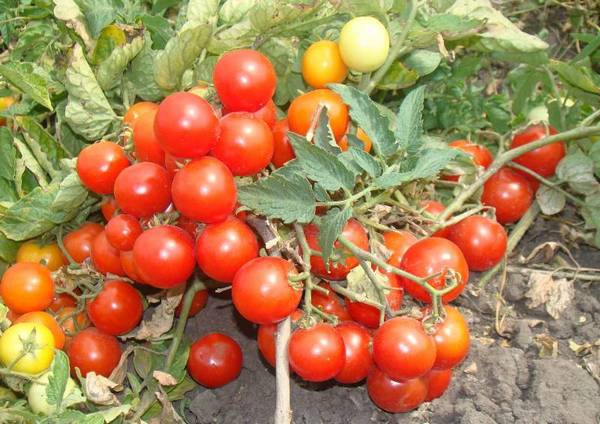 Сорт помидоров «Балконное чудо»