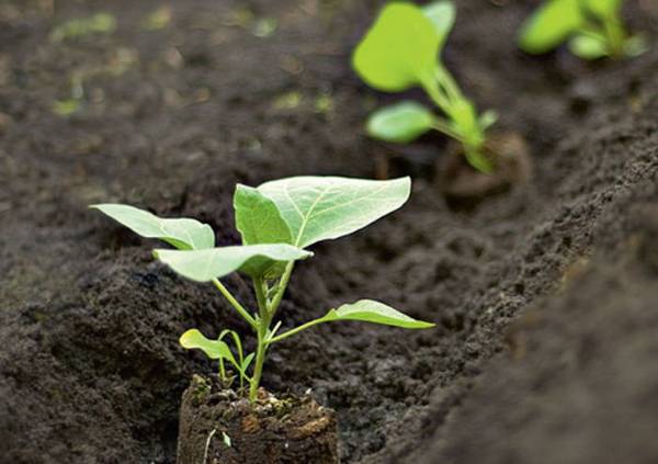 Как выращивать баклажаны в условиях открытого грунта