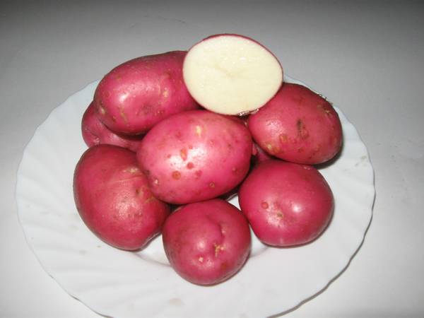 Картофель сорта Розара: описание и нюансы выращивания