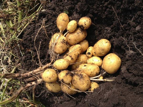 Все хитрости выращивания картофеля: традиционные и новые методы