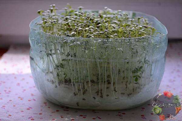 Кресс-салат, выращивание на подоконнике  пошаговая инструкция, без земли, в грунте, воде, вате