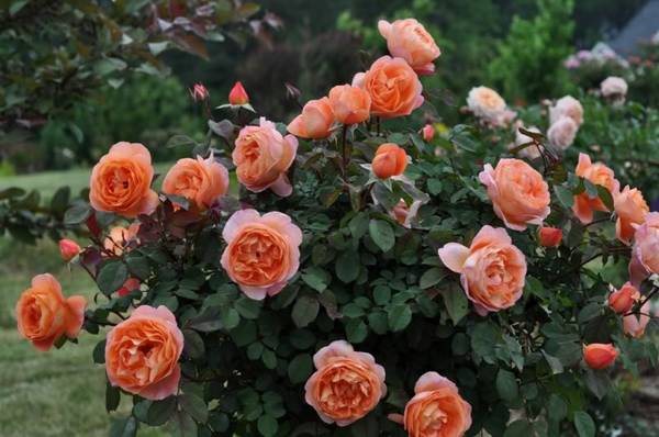 Роза Английская Леди оф Шалот: описание сорта