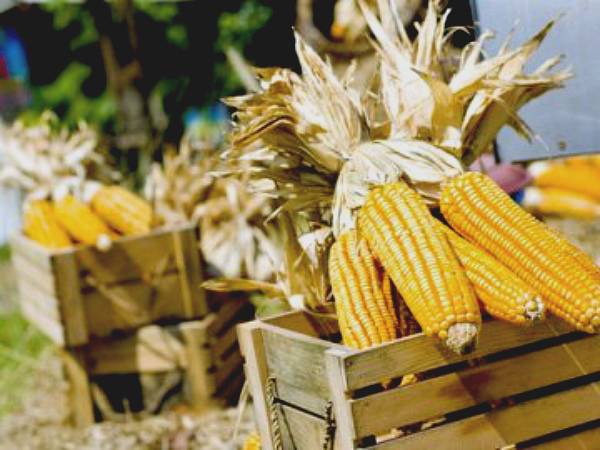 Когда можно собирать кукурузу: сроки созревания