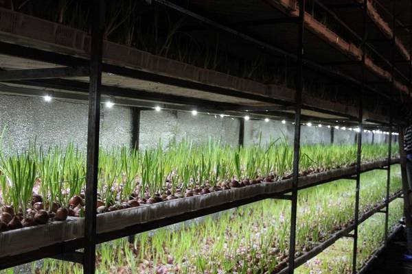 Технология выращивания зелёного лука зимой на подоконнике и в теплице