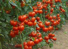 Лучшие высокорослые сорта томатов для теплиц