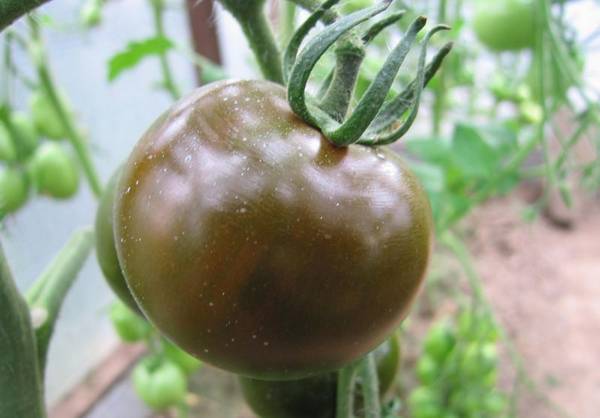 Черные помидоры кумато