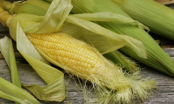 Как сахарную кукурузу вырастить на капельном поливе?