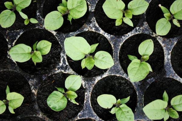 Посев баклажан на рассаду: обработка семян и уход за рассадой
