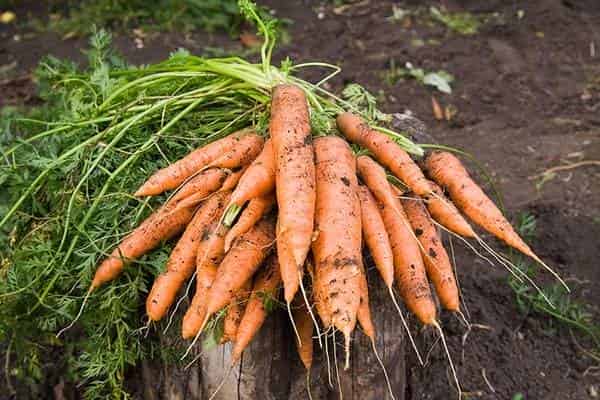 Выращивание моркови в открытом грунте: советы новичкам