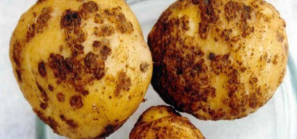 Как выращивать картофель сорта Пикассо