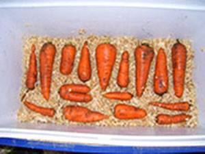 Как сохранить морковь