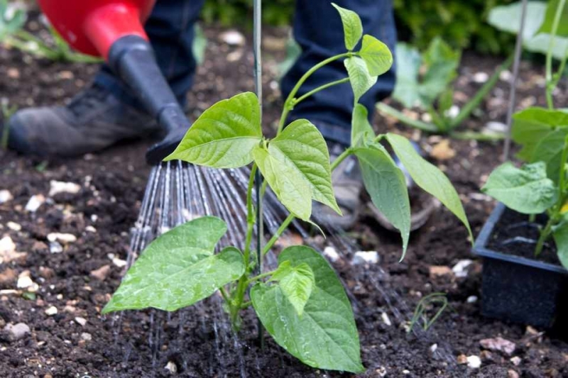 Фасоль овощная — выращивание, посадка, размножение и уход