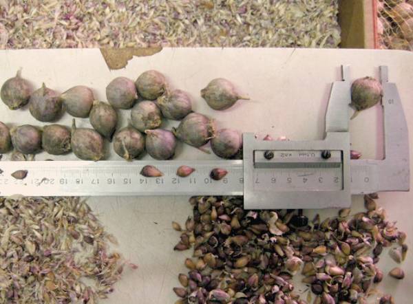 Особенности выращивания чеснока из бульбочек