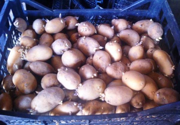 Профилактика и лечение парши картофеля