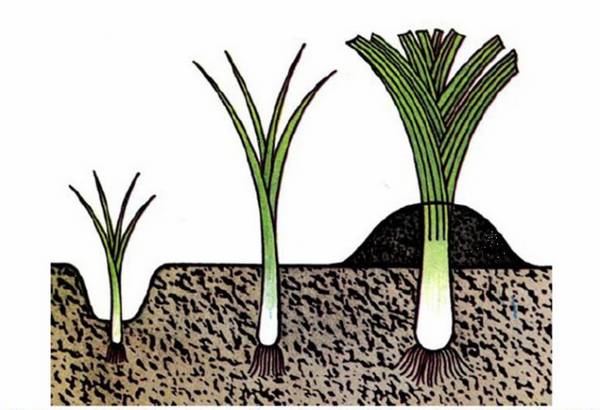 Как выращивать лук-порей из семян?