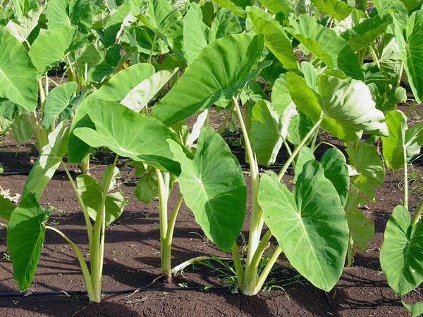 Секреты и правила выращивания батата в средней полосе