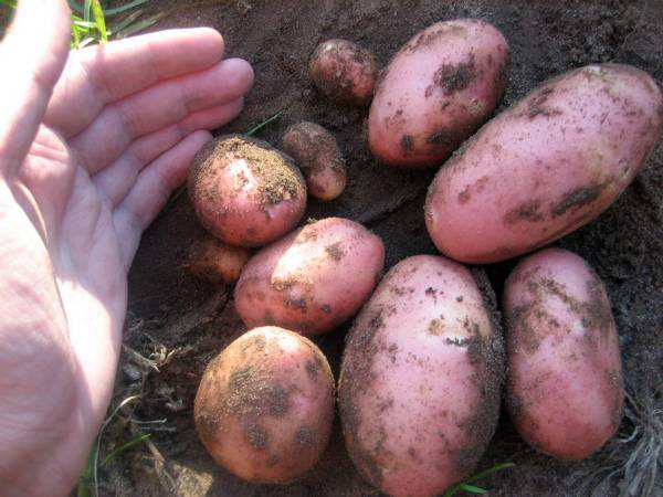 Когда копать картошку: советы по уборке урожая