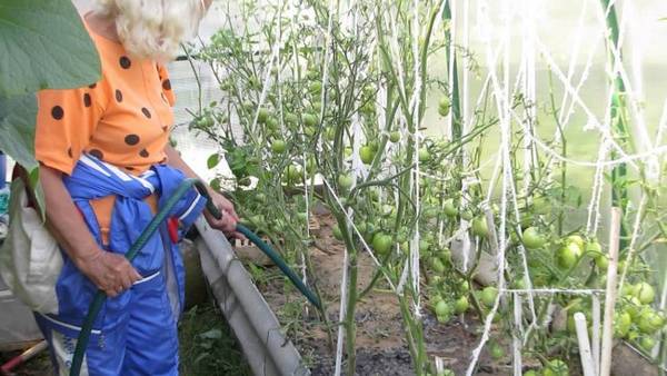 Как часто нужно осуществлять полив помидоров в теплице