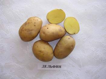Лучшие сорта картофеля для выращивания в средних широтах