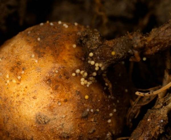 Методы борьбы с распространёнными вредителями картофеля
