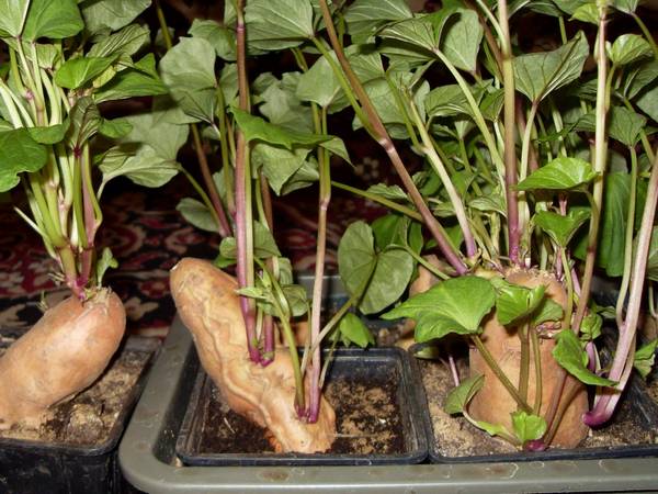 Секреты и правила выращивания батата в средней полосе
