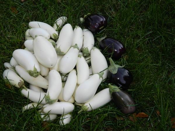 Особенности выращивания белых баклажан