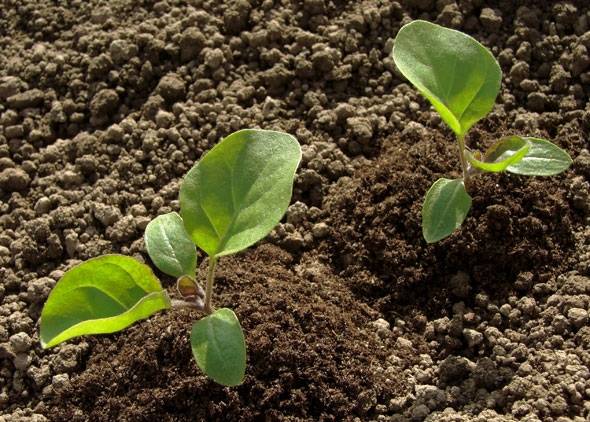 Как выращивать баклажаны в условиях открытого грунта