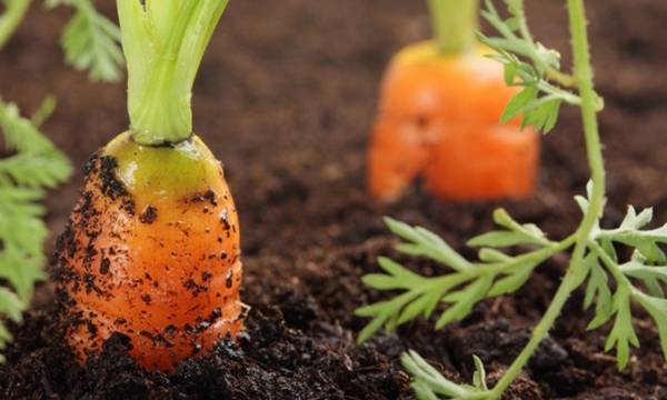 Как вырастить хорошую морковь?