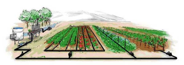 Огород без хлопот: как наладить полив у себя на даче