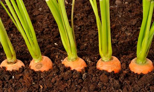 Как садить морковь весной?