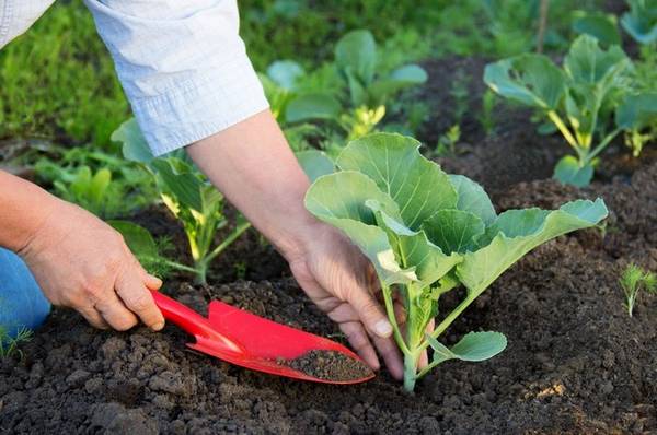 Как сажать капусту на рассаду - пошаговая инструкция