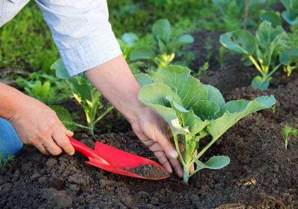 Как осуществляется выращивание капусты в открытом грунте