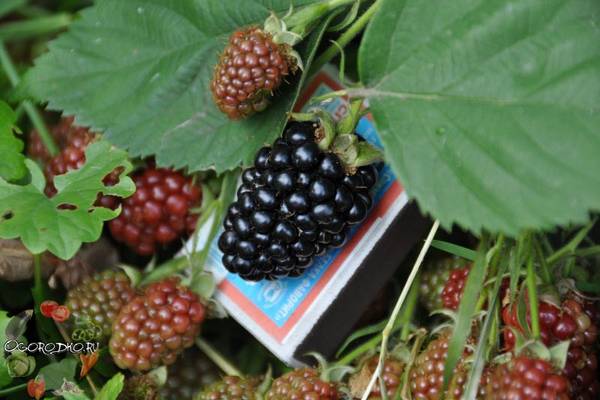 Ежевика садовая, посадка и уход  5 золотых правил вкусной ягоды