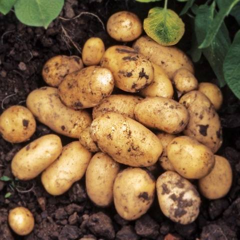Картофель Импала — описание раннеспелого сорта высокого качества