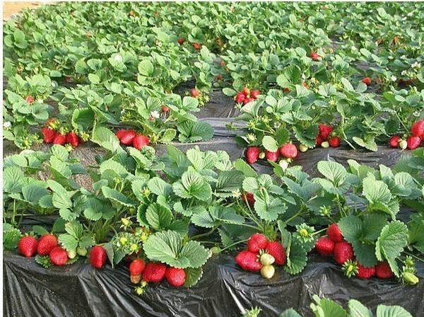 Агроволокно для клубники или как упростить выращивание ягод