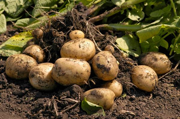 Методы борьбы с распространёнными вредителями картофеля