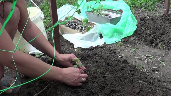 Выращивание огурцов на рассаду: подготовка семян, технологии посадки