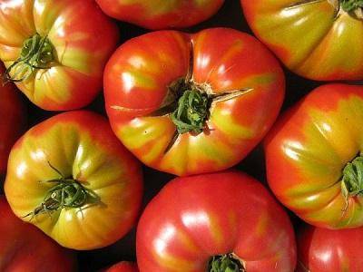 Препарат Фитоспорин: особенности применения для обработки томатов
