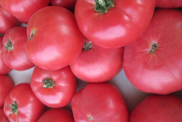 Вкусный томат «Малиновый гигант»: отзывы и фото