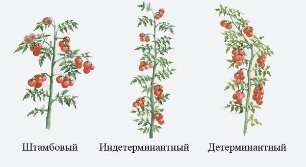 Индетерминантные и детерминантные сорта помидоров: что это и в чем их различия