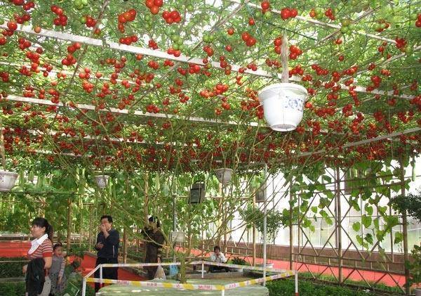 Спрут: сортовые особенности удивительного томатного дерева