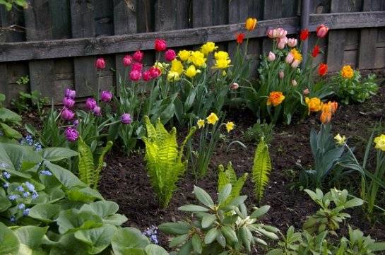 Посадка тюльпанов весной в грунт - как посадить цветы, чтобы они цвели?