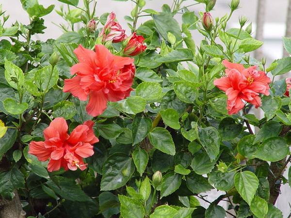 Китайская роза, или «гибискус» - цветок смерти?