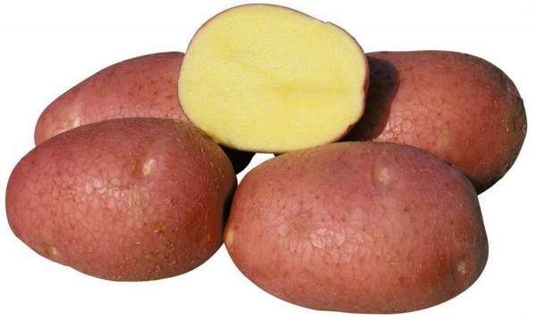 Сорт картофеля Роко — неизменный фаворит овощеводов