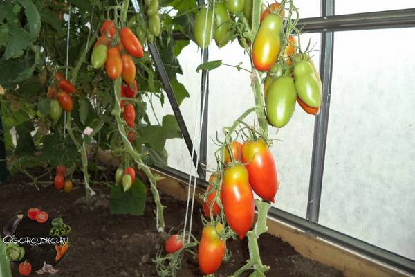 Как подвязывать помидоры в теплице  технология, способы, приспособления