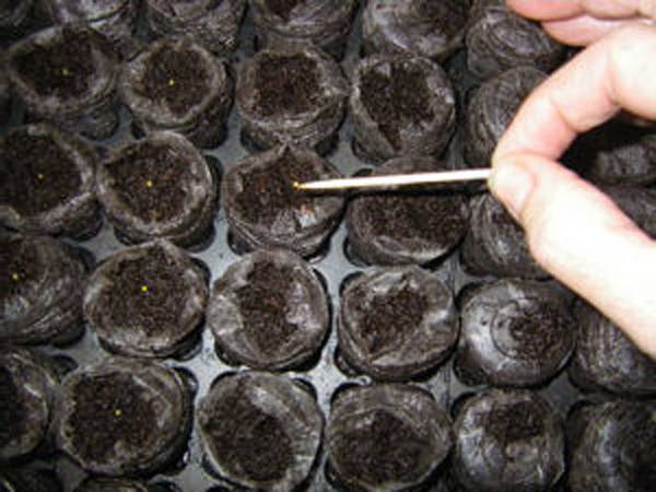 Пошаговая инструкция выращивания рассады томатов дома