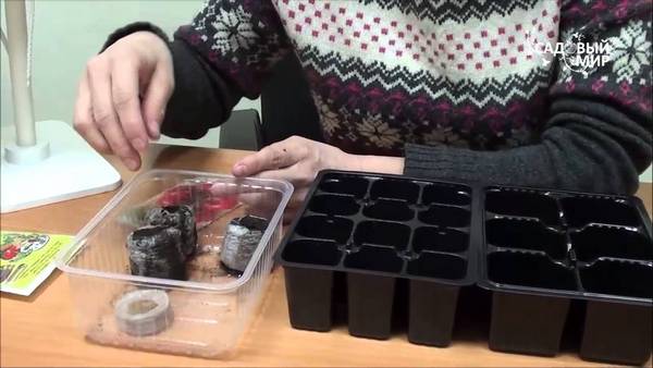 Пошаговая инструкция выращивания рассады томатов дома
