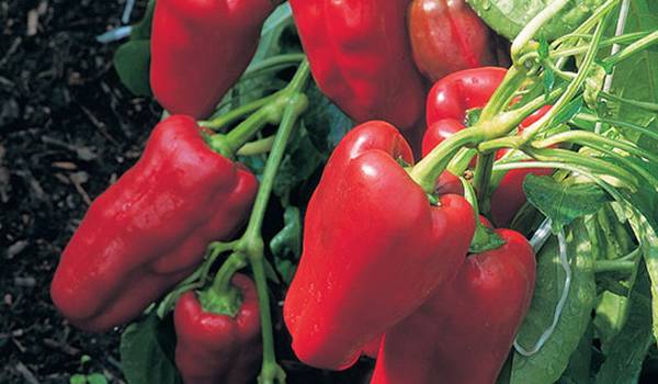 Выращивание перцев в теплице - лучшие сорта